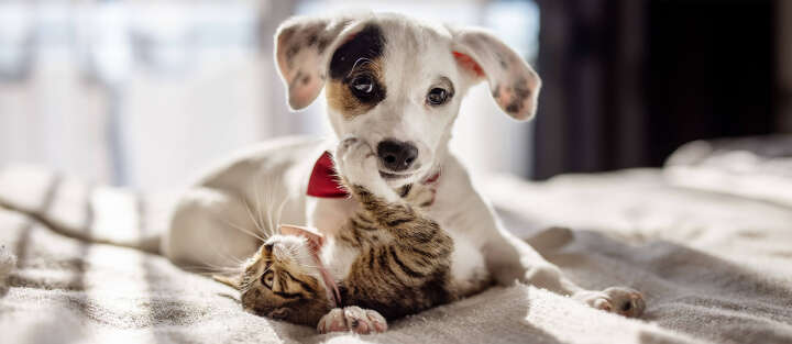 Katze Hund spielen 1700x740